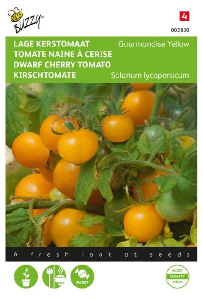 semená žltých kríčkových paradajok na balkón